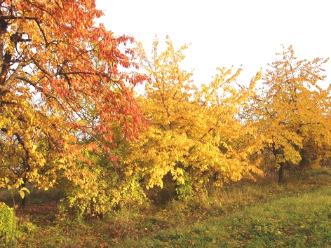 Sous bois de Mutzig  l'automne - Gites Alsace
